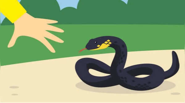 What most people do wrong when they suddenly spot a snake