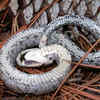Article image for: Their bizarre <i class="tbold">behaviour</i> helps them survive in the wild