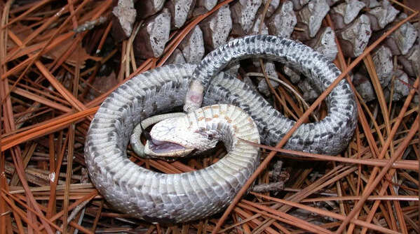 Their bizarre behaviour helps them survive in the wild