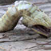 Article image for: Hognose snakes are generally not dangerous to humans