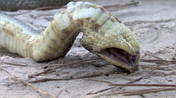 Hognose snakes are generally not dangerous to humans