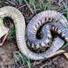 The snake may suddenly "play dead" dramatically