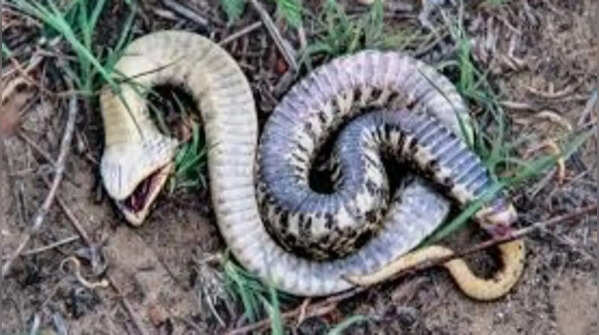 The snake may suddenly "play dead" dramatically