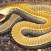 Article image for: Hognose snake – the snake famous for dramatic acting