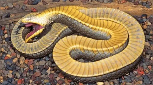 Hognose snake – the snake famous for dramatic acting