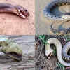 Article image for: The snake that “plays dead”: Inside the bizarre defence tactics of hognose snakes