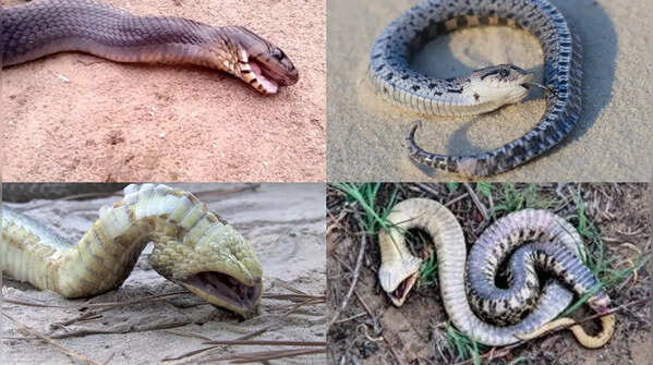 The snake that “plays dead”: Inside the bizarre defence tactics of hognose snakes