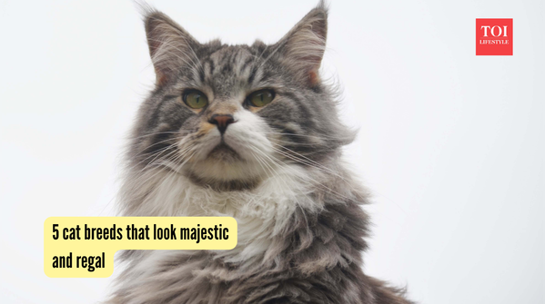 5 cat breeds that look majestic and regal