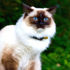 Birman