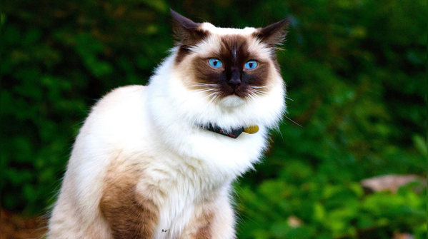 Birman