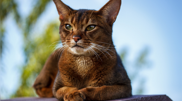 Abyssinian