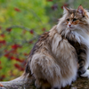 Norwegian Forest Cat