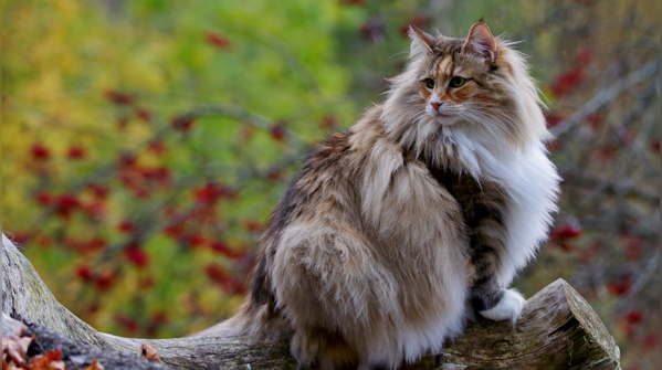Norwegian Forest Cat