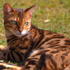 The Bengal cat