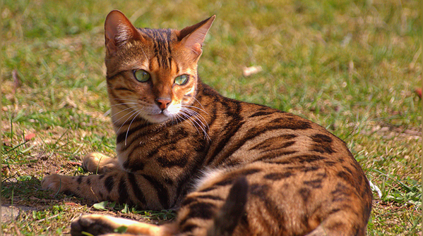 The Bengal cat