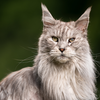 Maine Coon