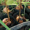 Growing avocados needs patience