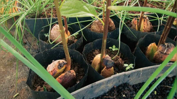 Growing avocados needs patience