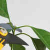 Regular pruning promotes the growth of avocado plants