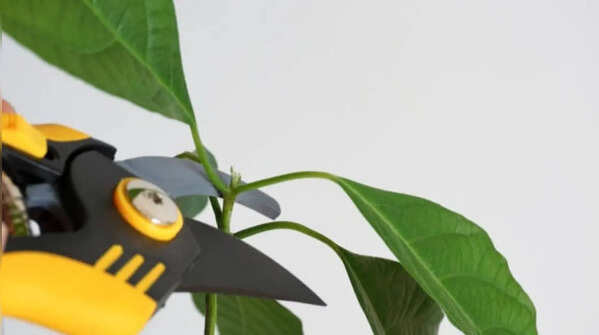 Regular pruning promotes the growth of avocado plants