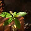 Avocado plants need plenty of sunlight and water