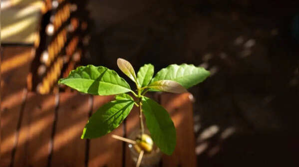 Avocado plants need plenty of sunlight and water