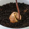 Transferring the sprouted seed into a pot