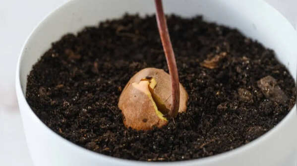 Transferring the sprouted seed into a pot
