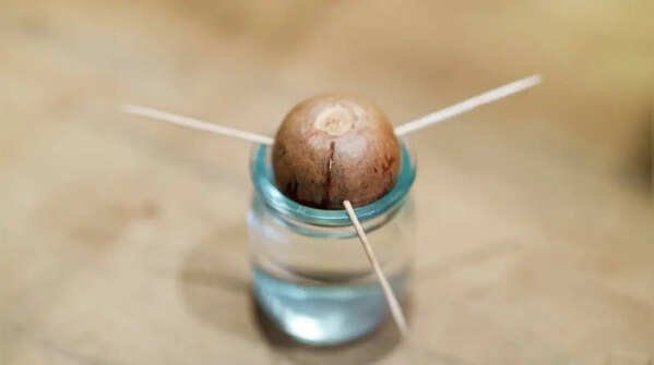 Sprouting using the toothpick method
