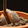 Avocado – choosing a healthy seed