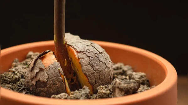 Avocado – choosing a healthy seed