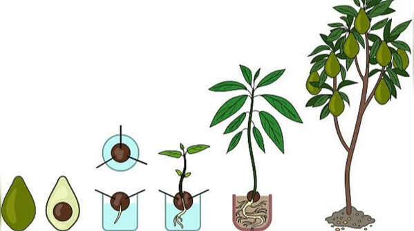 How to grow avocado plant in a pot (Simple step-by-step guide for beginners)