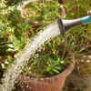 Early morning watering usually proves effective in summers