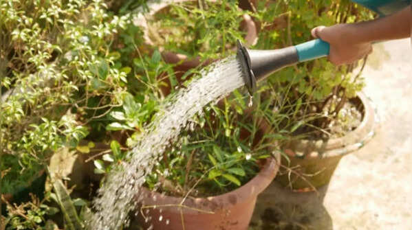 Early morning watering usually proves effective in summers