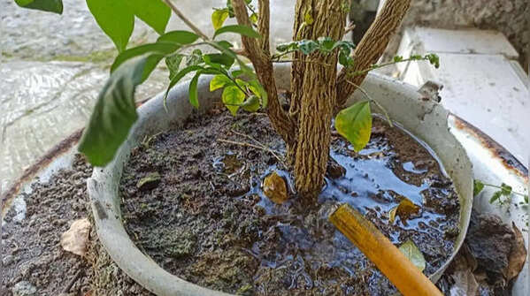 Poor drainage can trap dangerous excess moisture