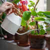 All plants have different watering needs