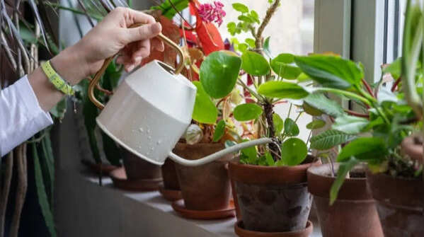 All plants have different watering needs
