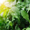 Wet leaves during strong sunlight can harm plants