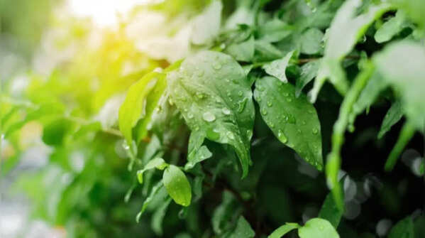 Wet leaves during strong sunlight can harm plants
