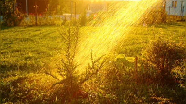 Watering during peak afternoon heat shocks plants