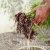 Overwatering suffocates plant roots silently