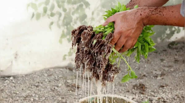 Overwatering suffocates plant roots silently