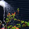 Article image for: The one <i class="tbold">water</i>ing mistake killing plants in Indian summers