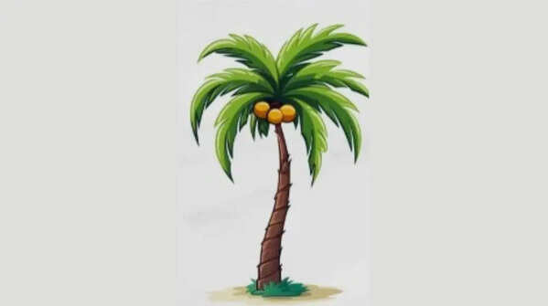 The tropical palm tree