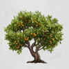 The fruit‑bearing tree