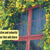 Article image for: 5 most attractive and colourful flowering vines that add charm to your home
