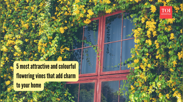 5 most attractive and colourful flowering vines that add charm to your home