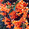 Flame vine