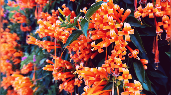Flame vine