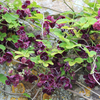 Chocolate vine